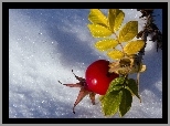 Zima, Owoc, Dzikiej Róży, Listki