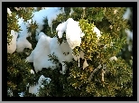 Zima, Śnieg, Sople, Drzewo