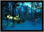 Zima, Drzewa, Światełko, Noc