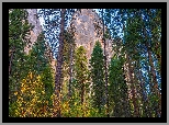 Park Narodowy Yosemite, Góry, Drzewa, Sosny, Stan Kalifornia, Stany Zjednoczone