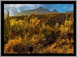 Góry, Drzewa, Kaktusy, Pustynia, Sonora, Arizona, Stany Zjednoczone