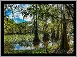 Jezioro Caddo Lake, Las, Drzewa, Stan Teksas, Stany Zjednoczone
