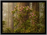 Park Narodowy Redwood, Różanecznik, Las, Drzewa, Kalifornia, Stany Zjednoczone