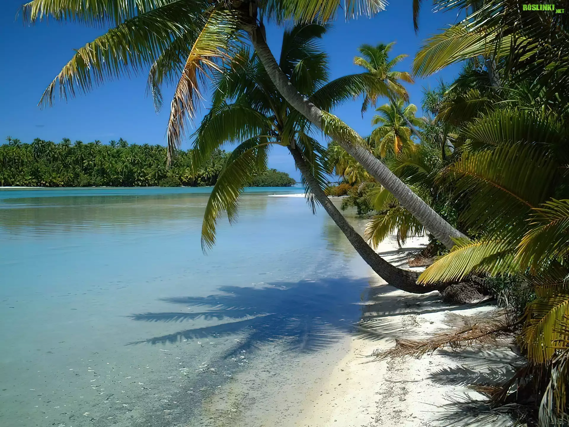 Aitutaki, Wyspy Cooka, Woda, Palmy, Nowa Zelandia