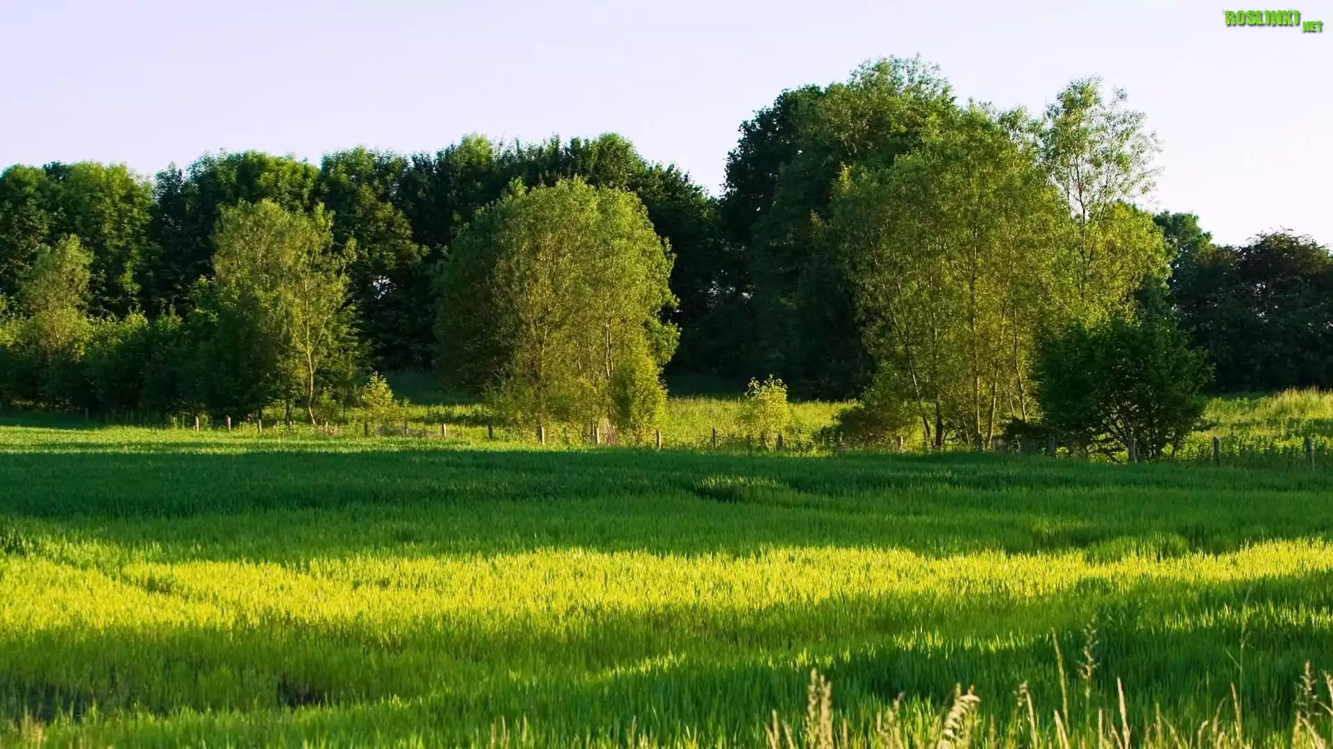Łąka, Drzewa