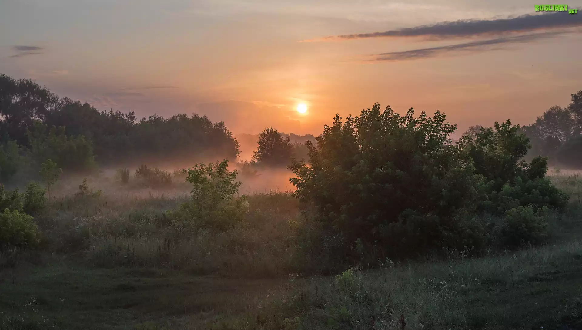Łąka, Drzewa, Krzewy, Mgła, Wschód słońca