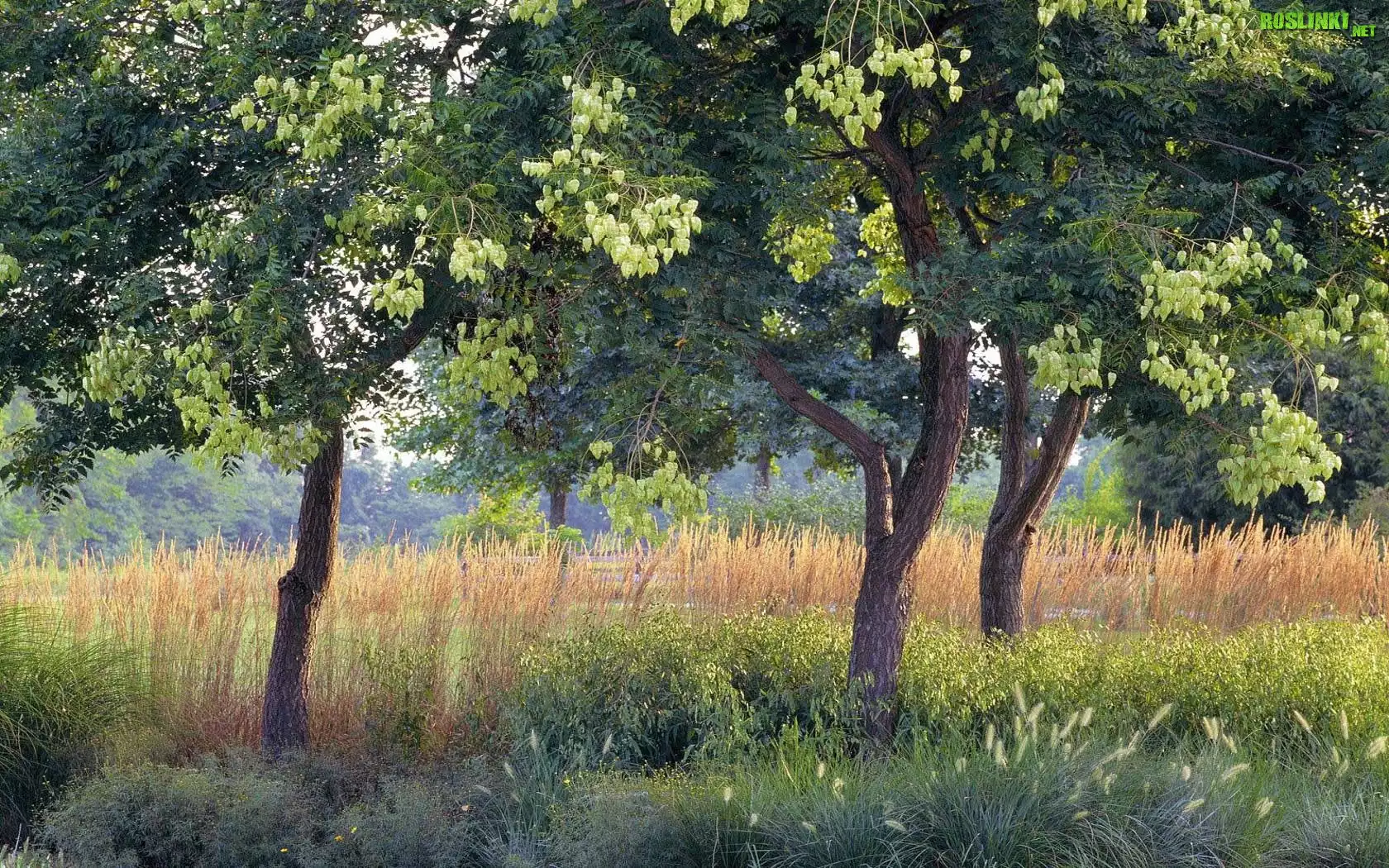 Akacje, Trawy
