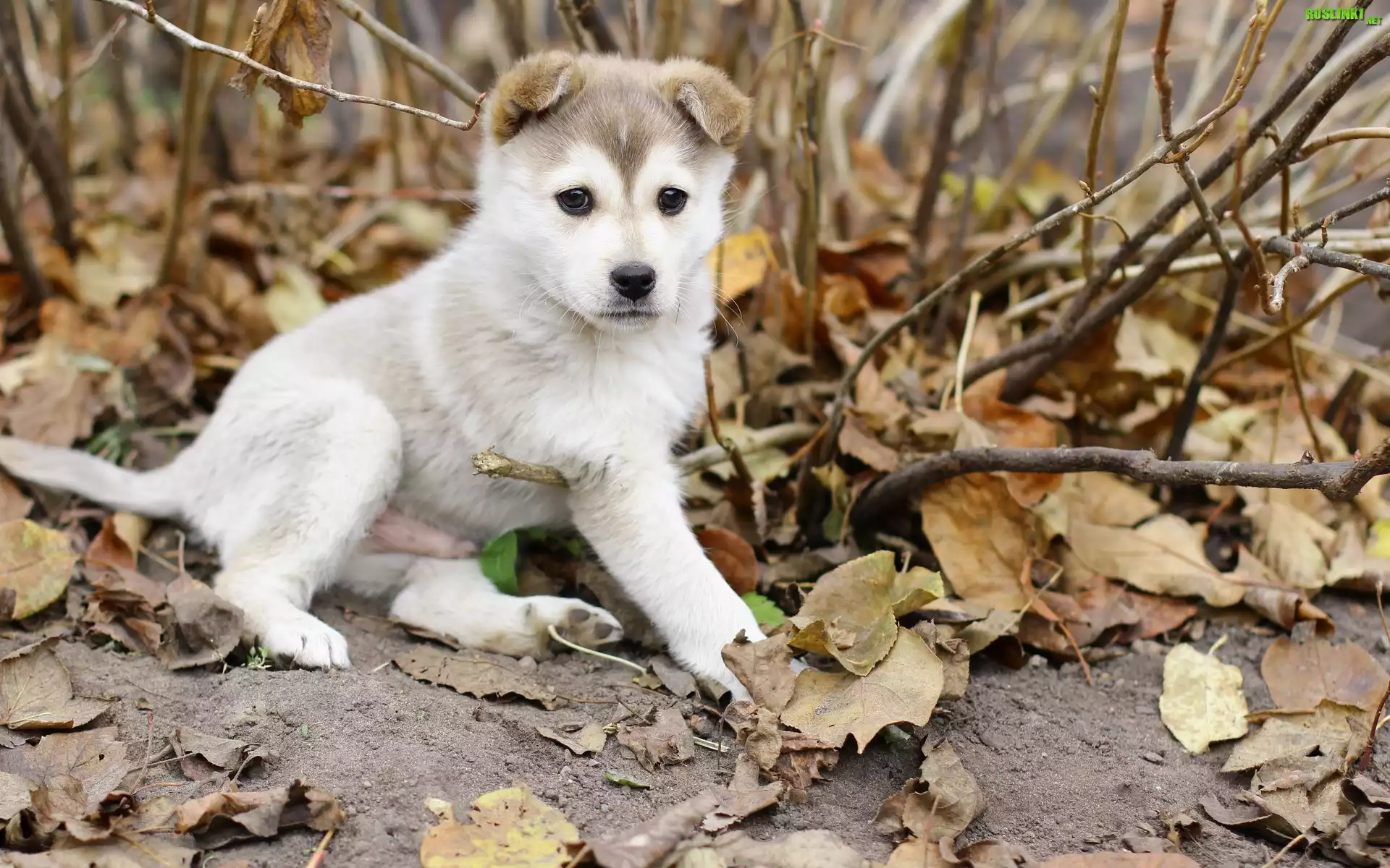 Szczeniak, Alaskan Malamute
