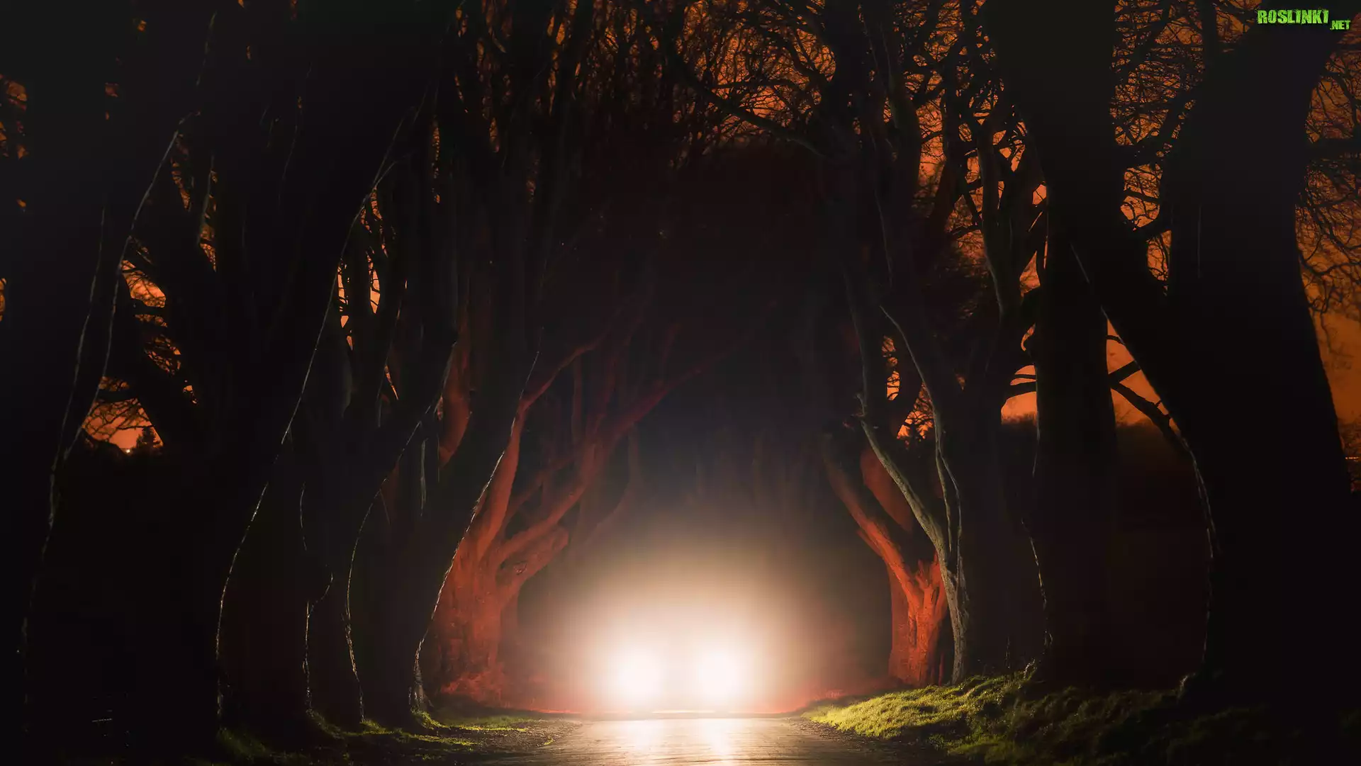 Noc, Droga, Światła, Drzewa, Buki, Aleja, Dark Hedges, Hrabstwo Antrim, Irlandia Północna