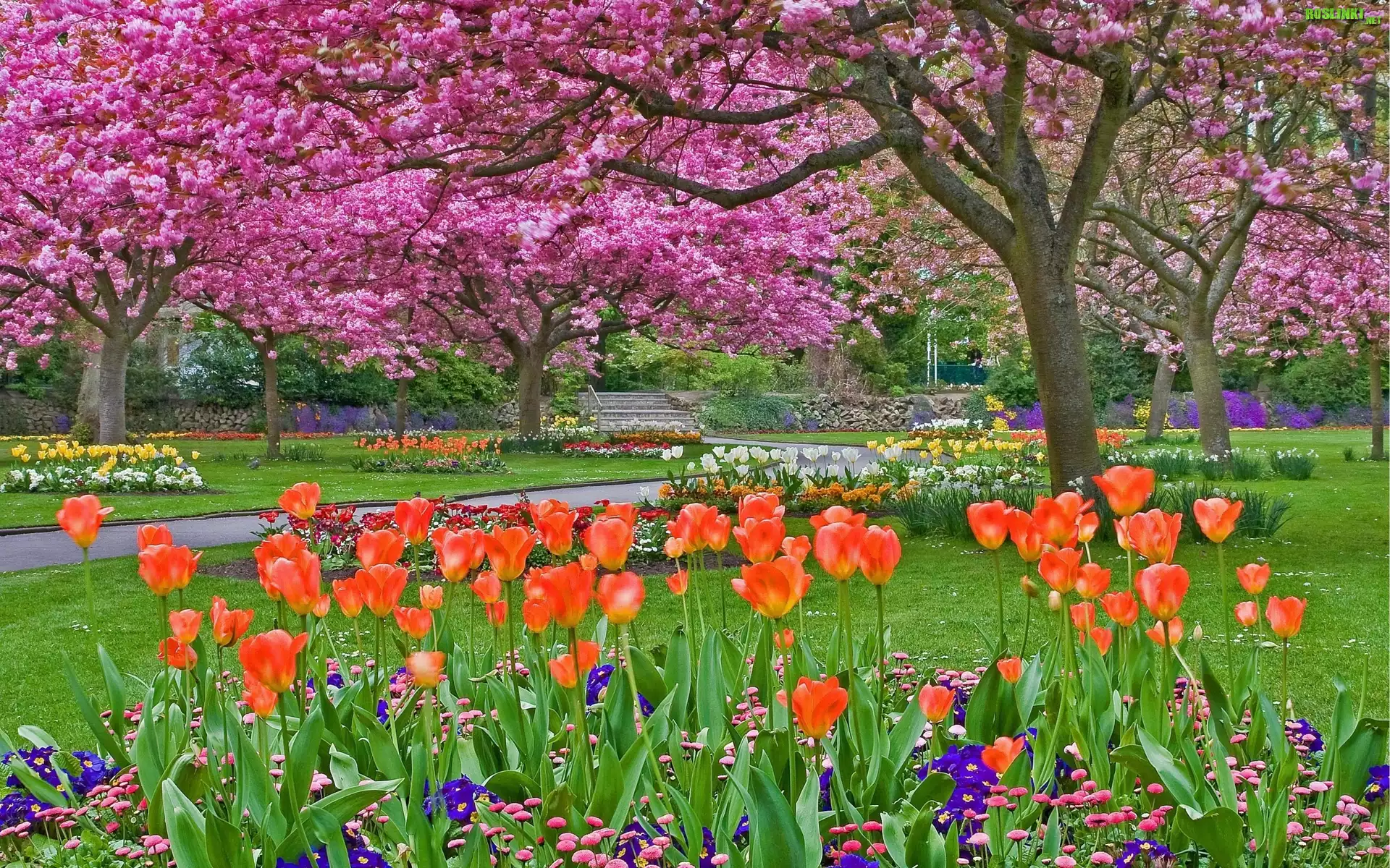 Park, Alejki, Kwitnące, Drzewa, Klomby, Tulipany, Wiosna