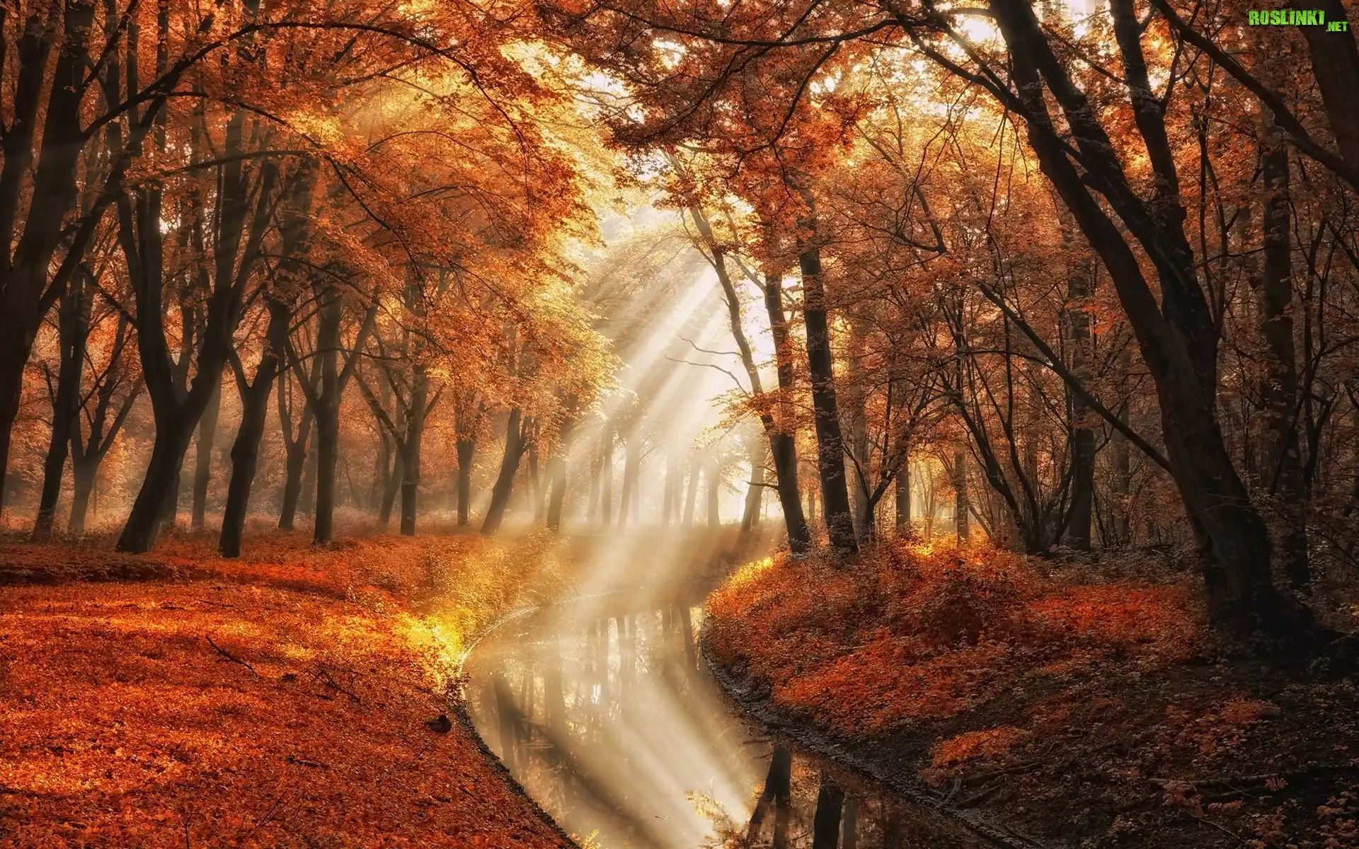 Holandia, Amsterdam, Park Amsterdamse Bos, Amsterdam Forest, Jesień, Drzewa, Rzeczka, Przebijące światło