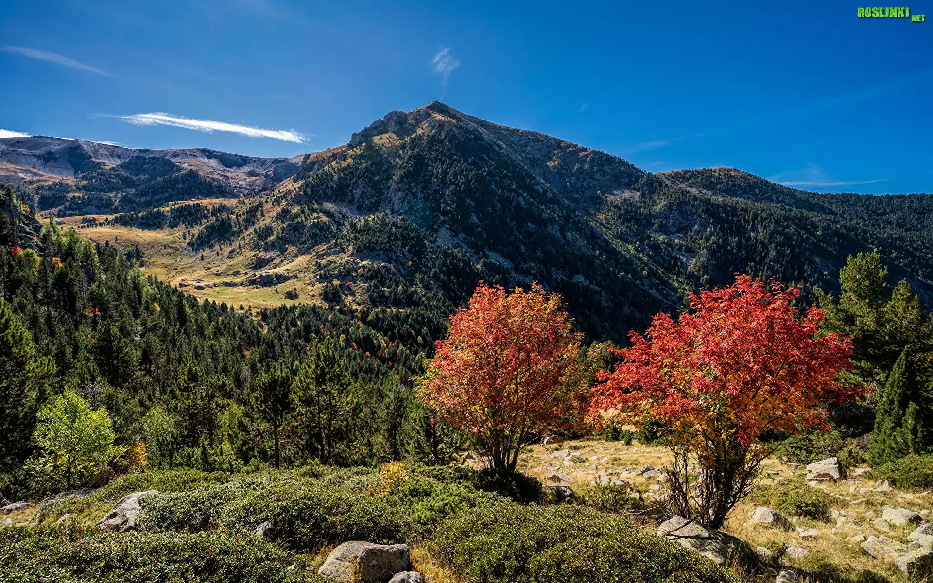 Góry, Pireneje, Jesień, Lasy, Kolorowe, Drzewa, Krzewy, Escaldes-Engordany, Andora