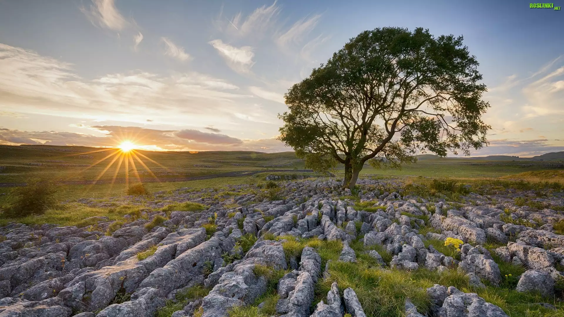 Anglia, Hrabstwo North Yorkshire, Park Narodowy Yorkshire Dales, Wschód słońca, Skały wapienne, Drzewo, Jesion, Kamienie