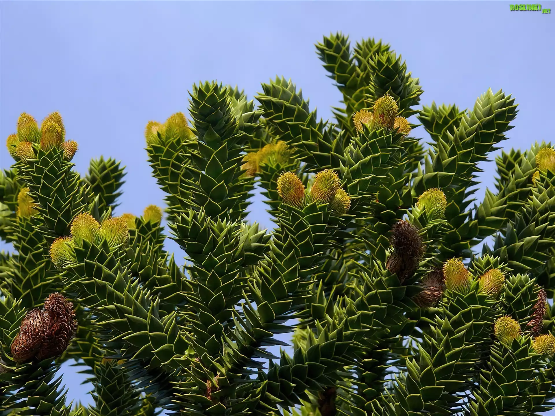 Araucaria