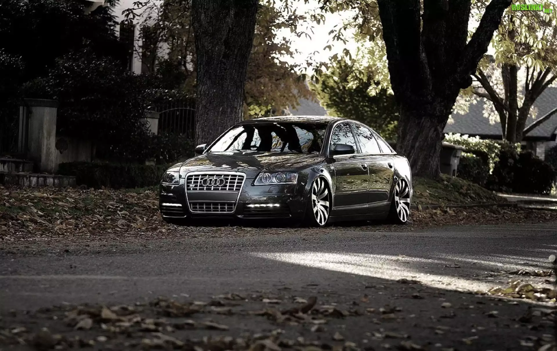 Audi, A6, Drzewa, Liście