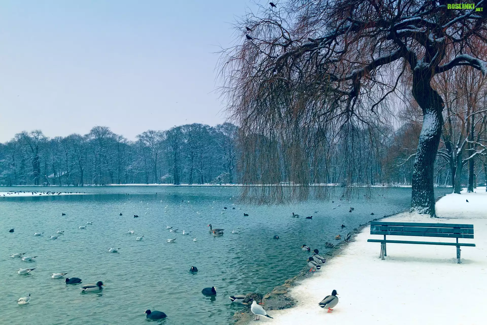 Zima, Park, Staw, Drzewa, Wierzba, Ptaki, Kaczki, Śnieg, Ławeczka