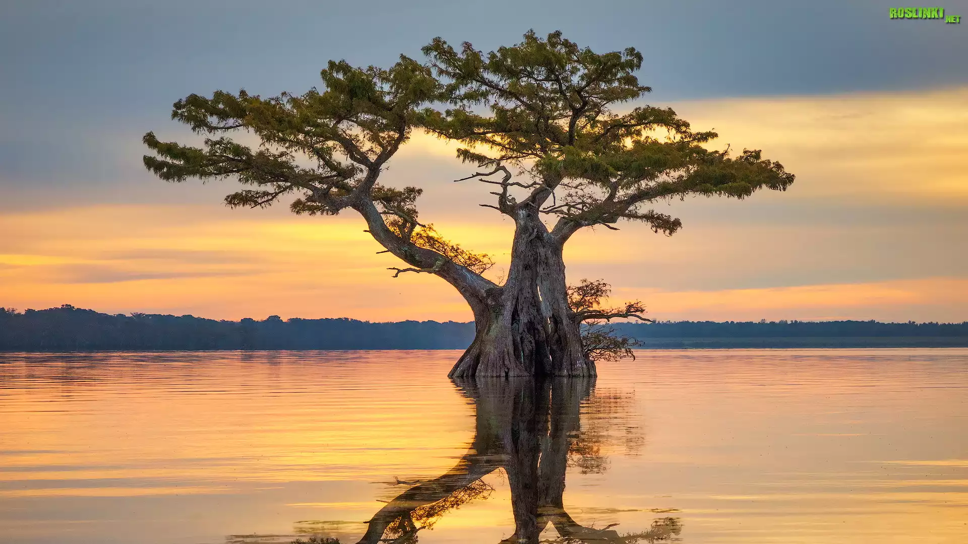 Wschód słońca, Drzewo, Cyprys, Odbicie, Bagno, Mokradło, Atchafalaya Basin, Luizjana, Stany Zjednoczone