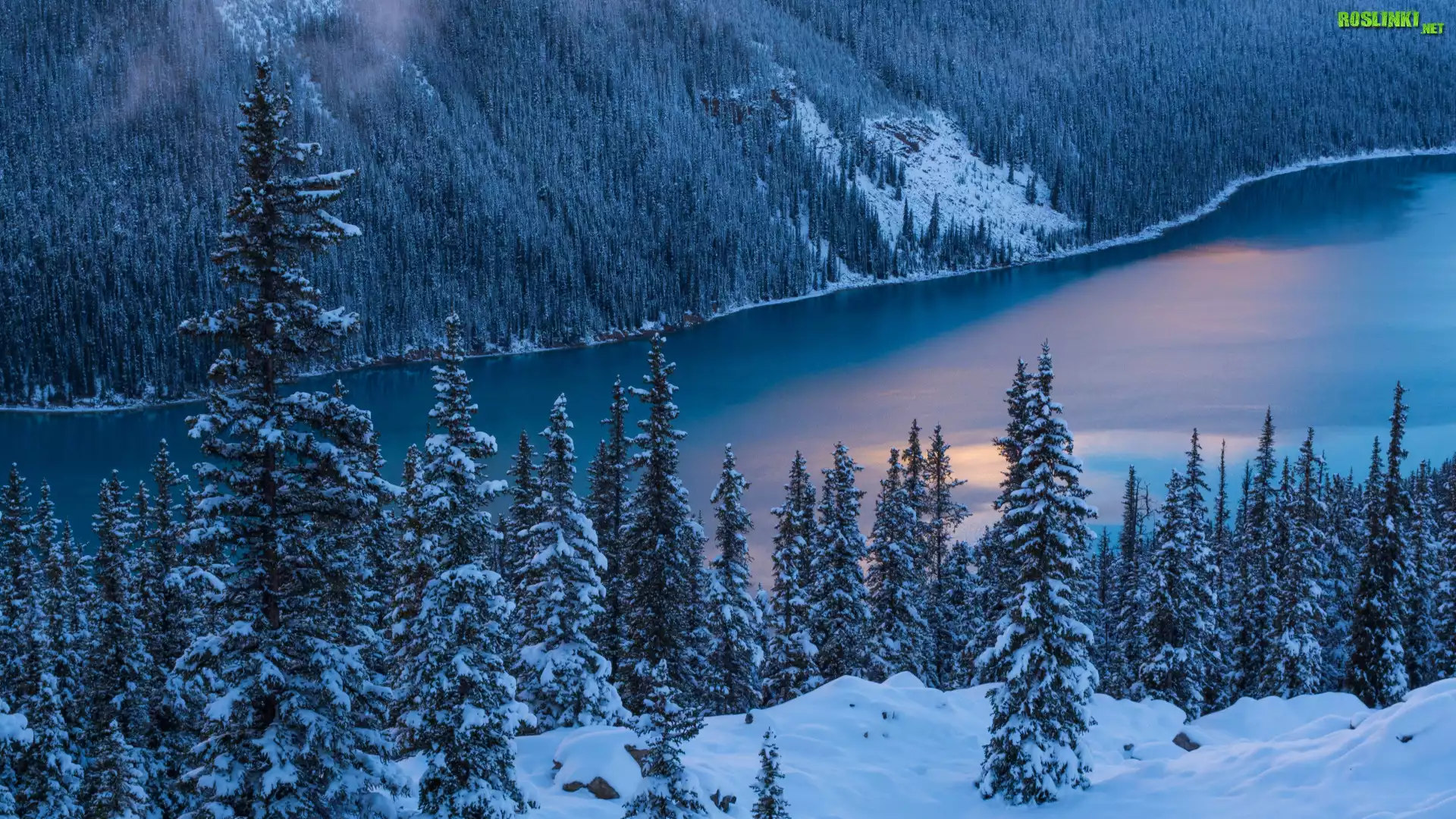 Zima, Åšnieg, Drzewa, Park Narodowy Banff, Jezioro Peyto Lake, Prowincja Alberta, Kanada