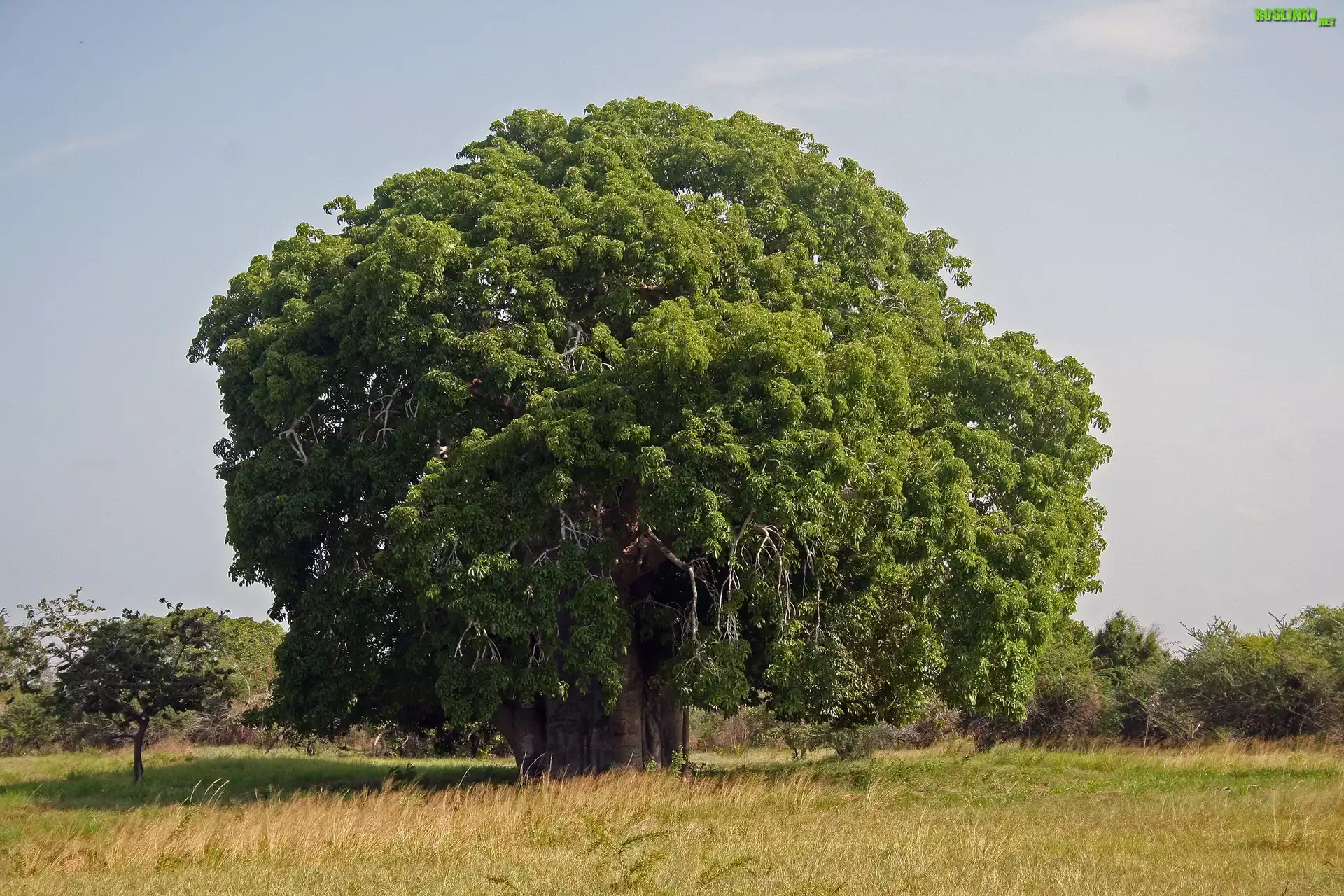 Baobab, Łąka