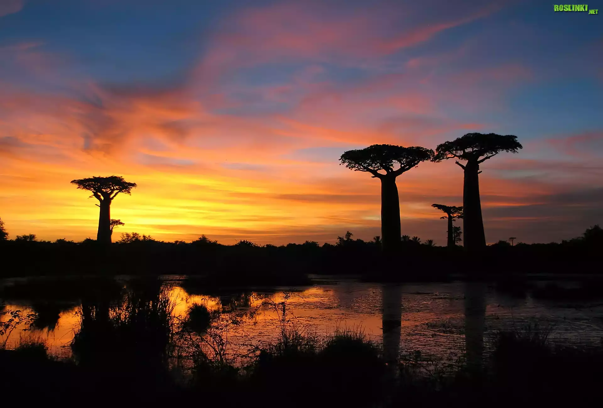 Baobab, Jezioro, Zachód Słońca