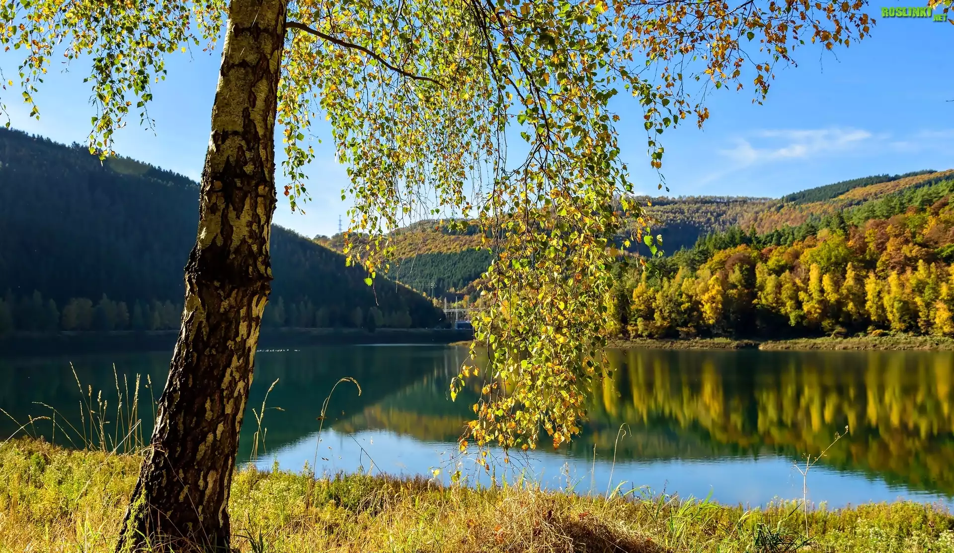 Belgia, Prowincja Liège, Gmina Stavelot, WieÅ› Coo, Jezioro, Wzgórza, Lasy, Drzewo