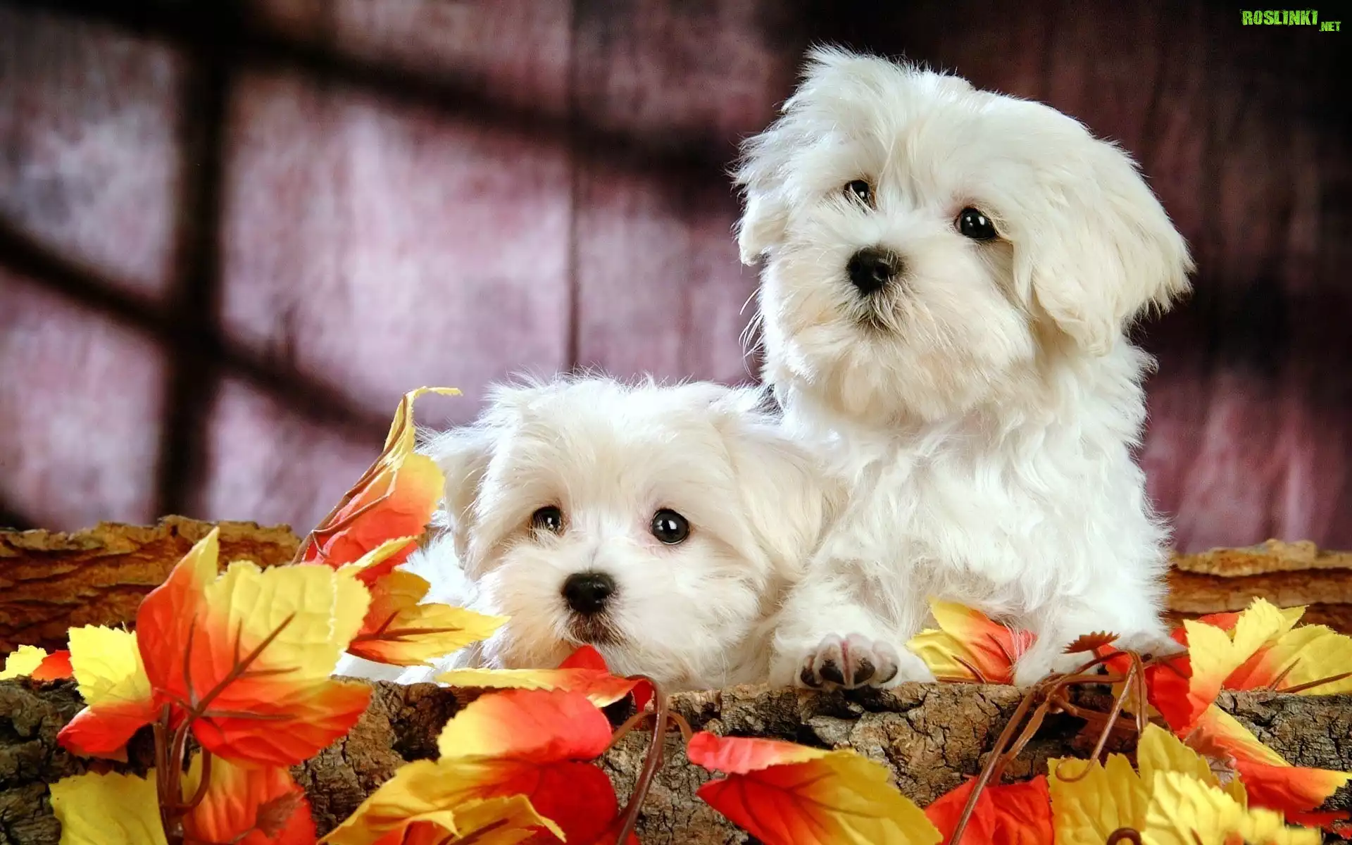 Białe, Bichon Frise, Jesienne, Liście