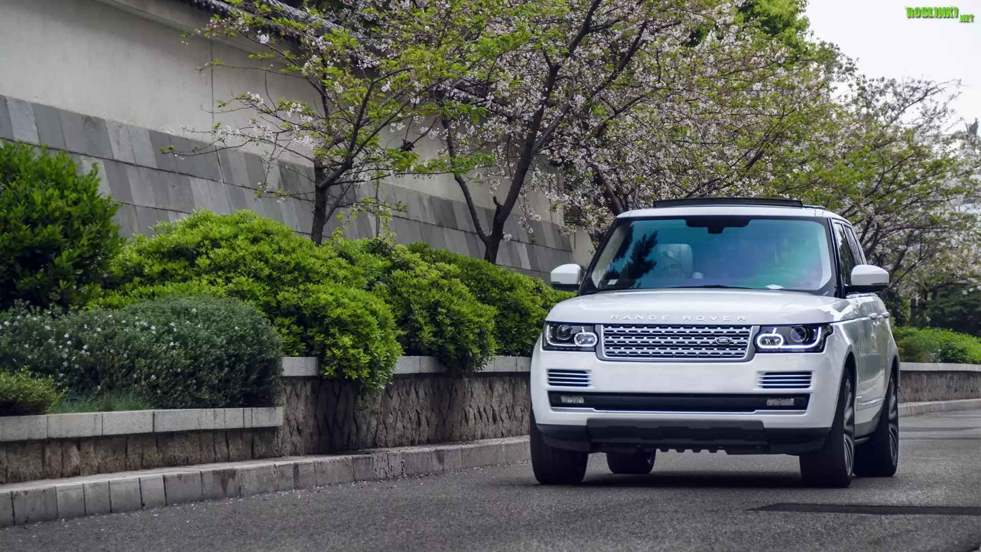 Biały, Range Rover, Drzewa, Krzewy