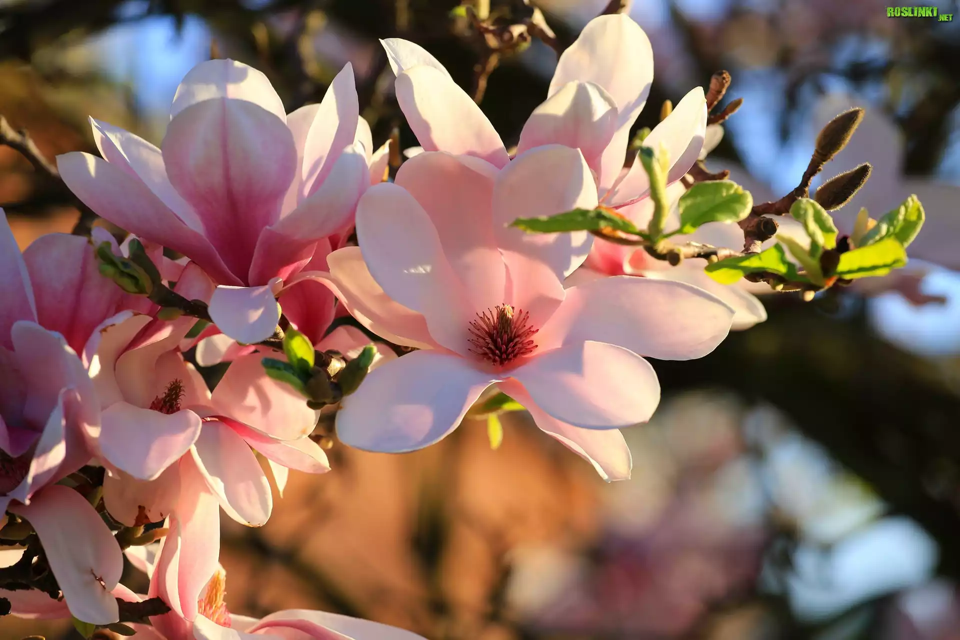Kwiaty, Bladoróżowe, Magnolia