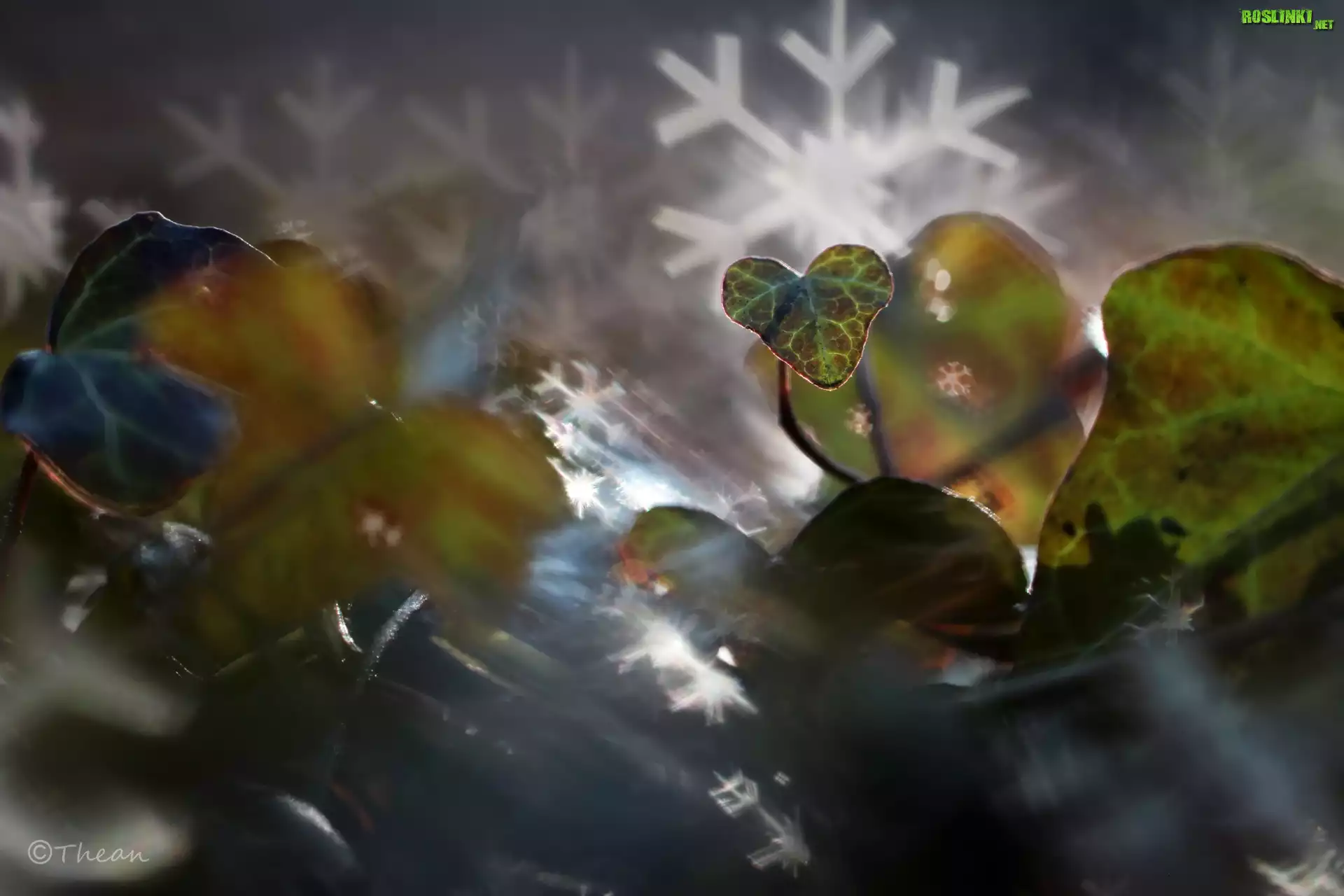 Liście, Bluszcz, Bokeh