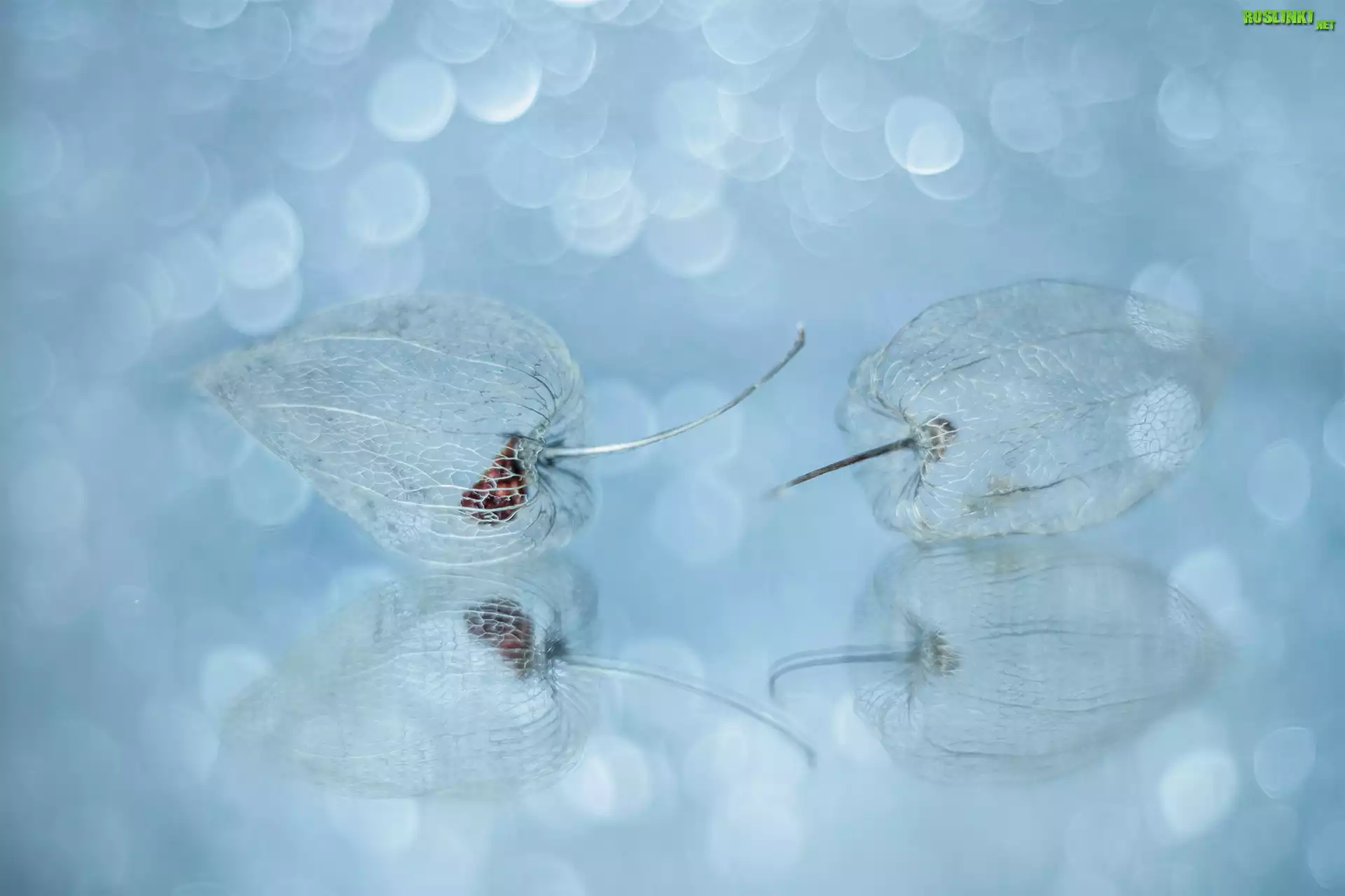 Miechunki, Bokeh, Makro