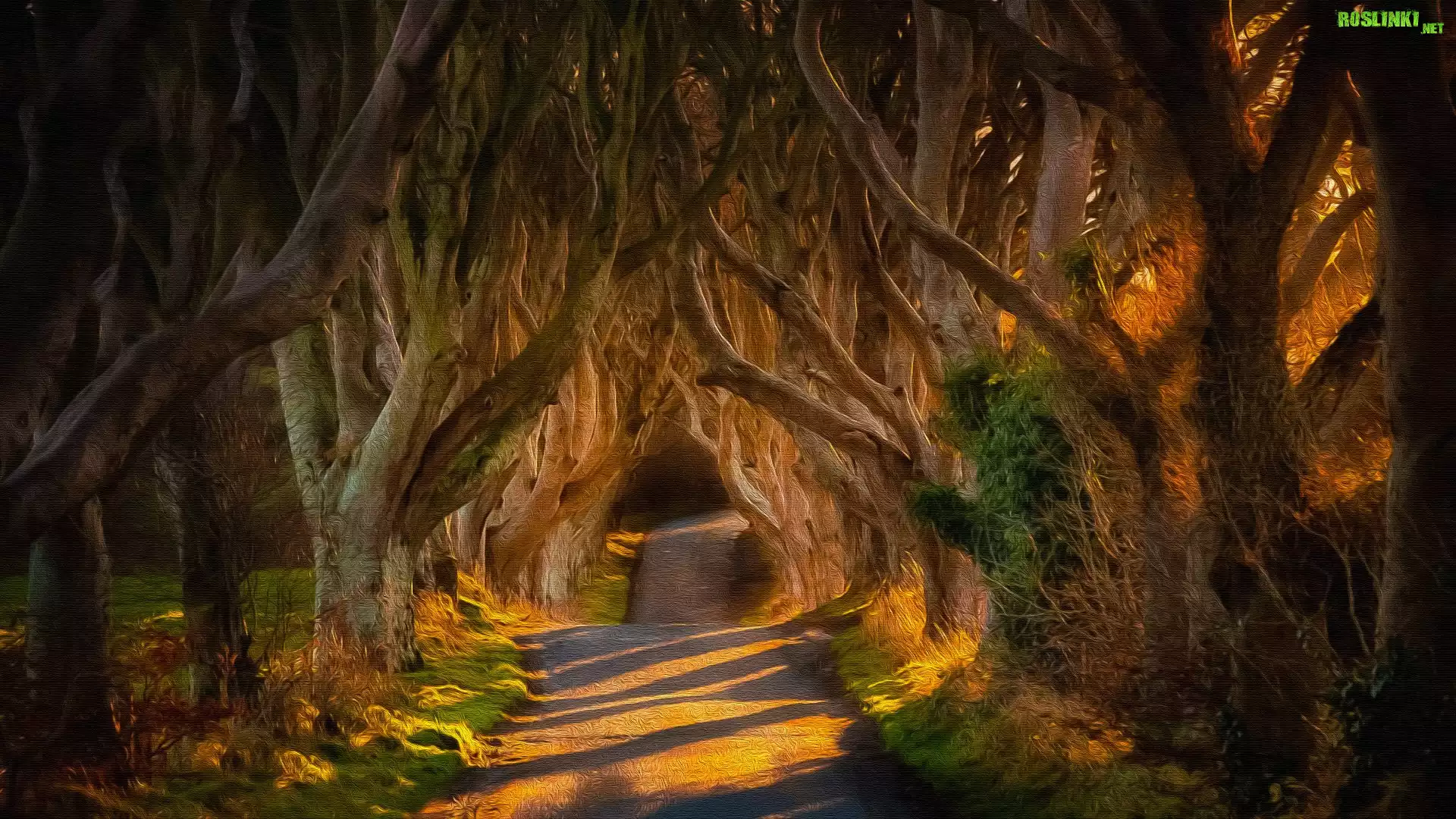 Droga, Aleja, Bukowa, Dark Hedges, Drzewa, Buki, Hrabstwo Antrim, Irlandia Północna