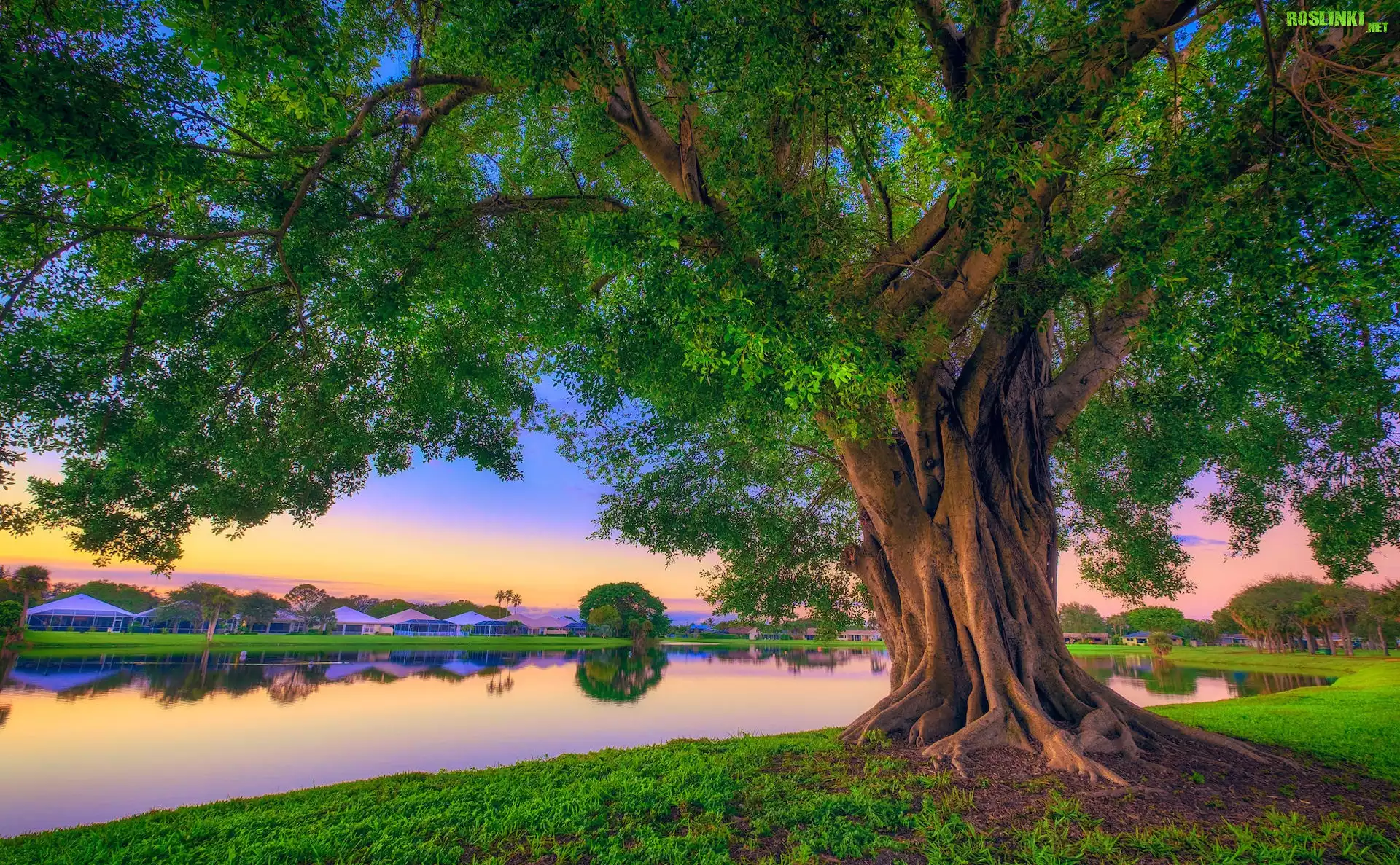 Stany Zjednoczone, Floryda, Palm Beach Gardens, Park Stanowy Lake Catherine, Drzewo, Jezioro