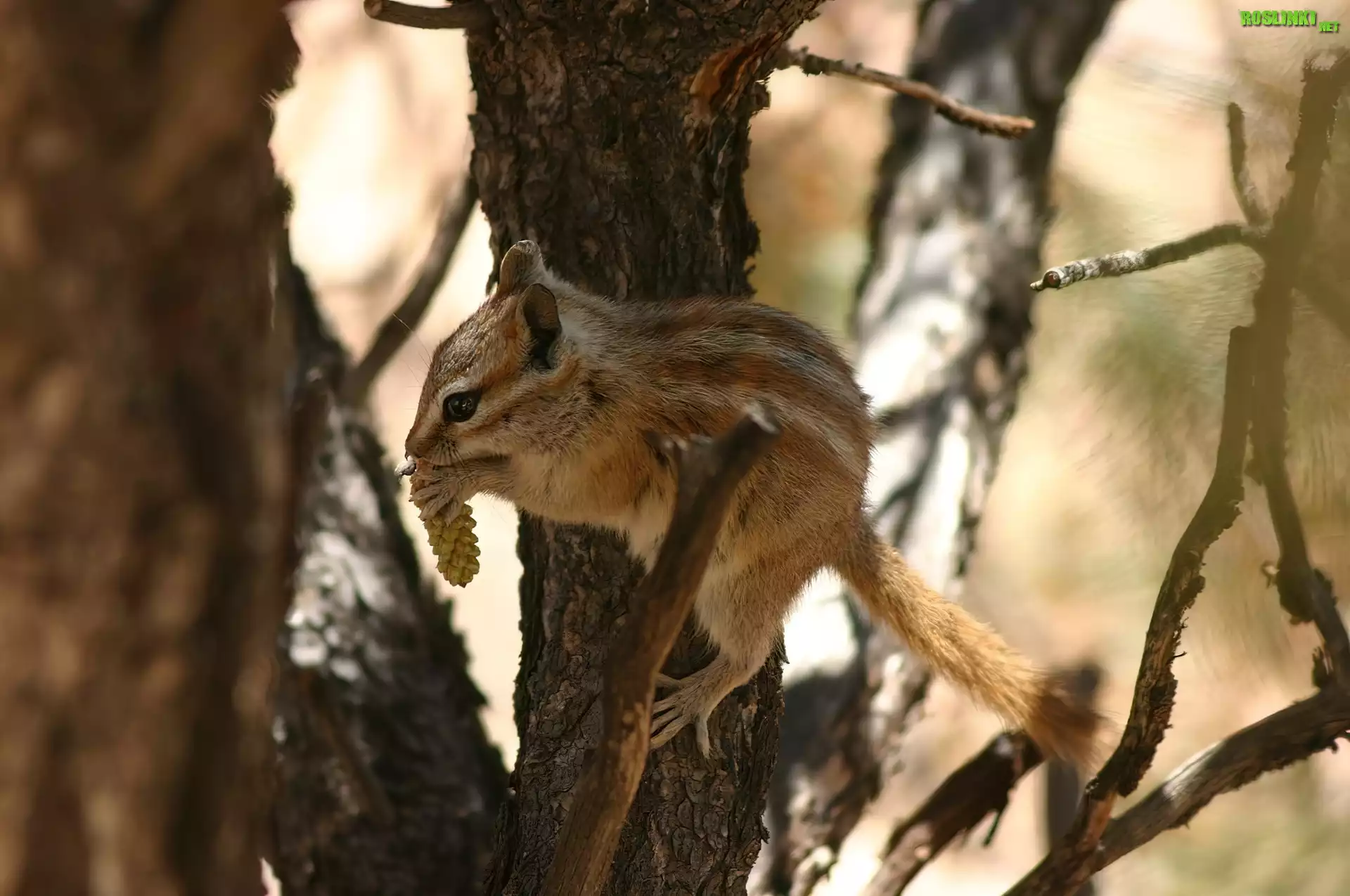 Wiewiórka, Chipmunk, Drzewo