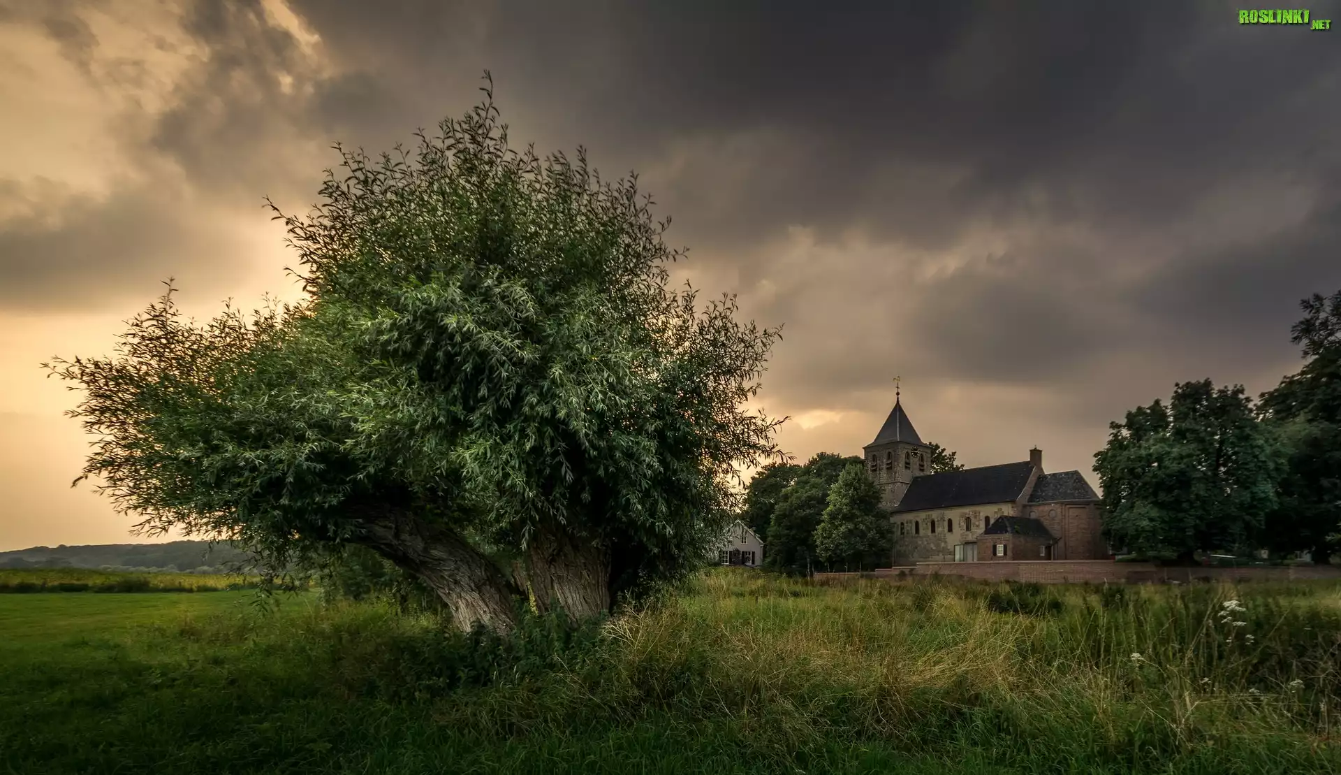 Holandia, Oosterbeek, Kościół Hervormde Kerk, Farma, Pole, Drzewo, Niebo, Chmury