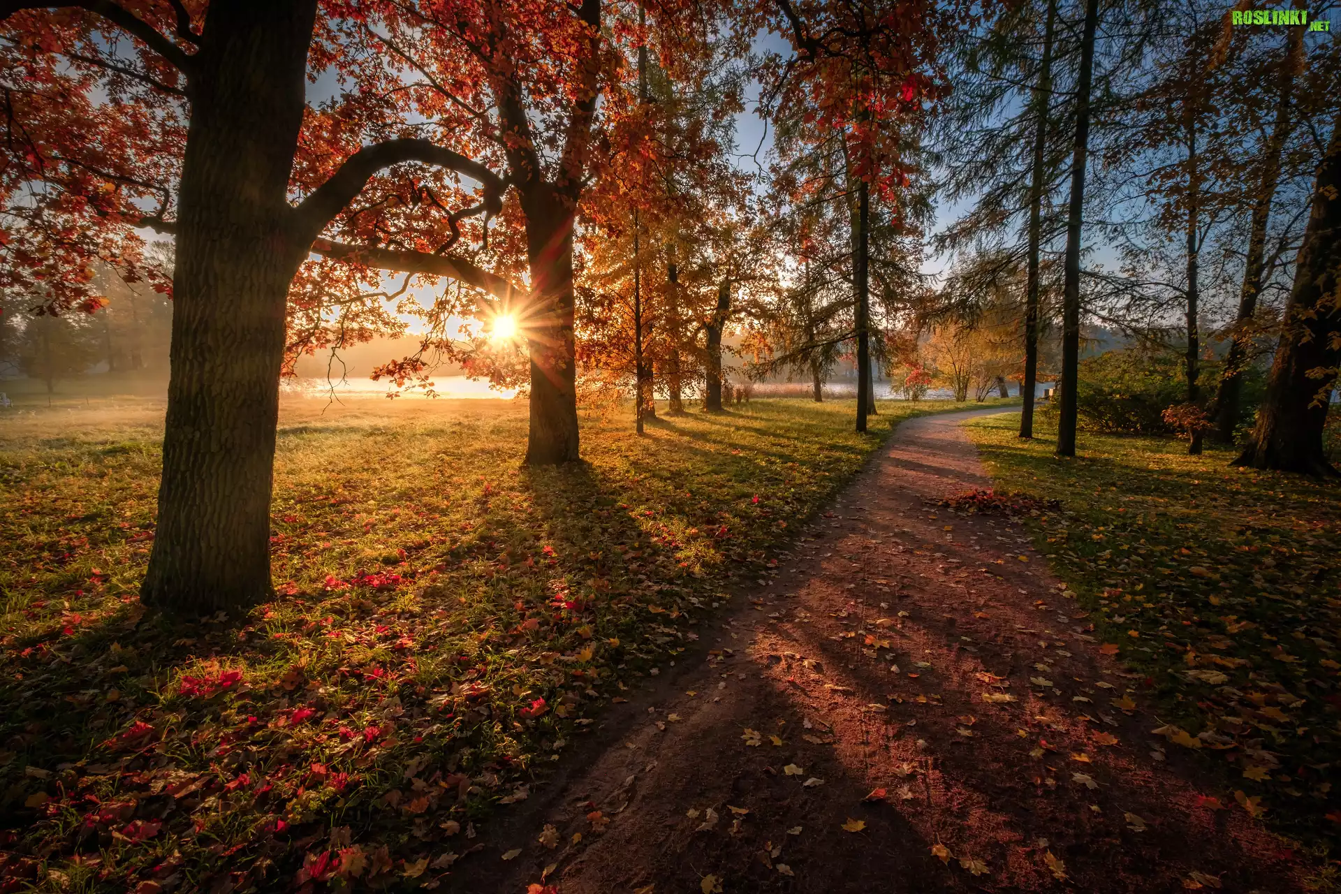 Jesień, Drzewa, Ścieżka, Liście, Promienie słońca, Park, Carskie Sioło, Petersburg, Rosja