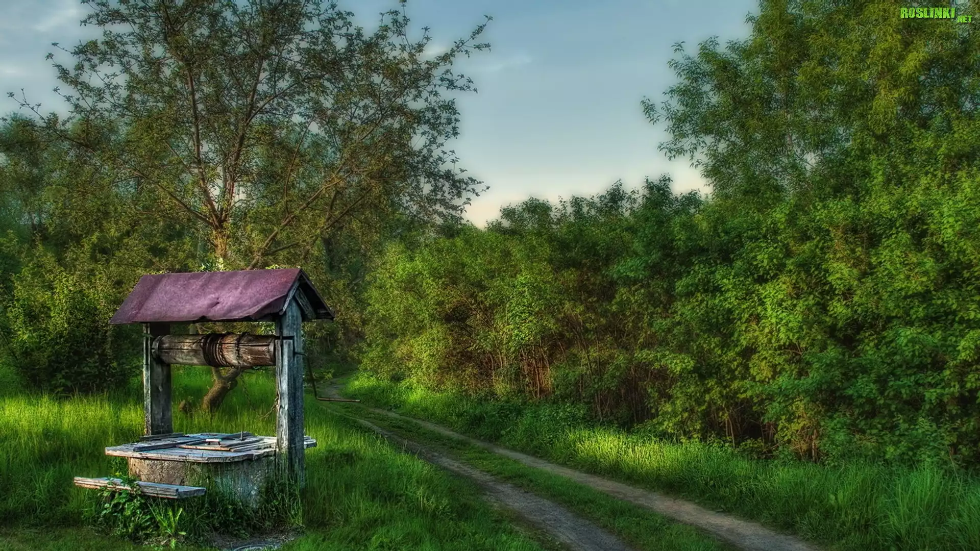 Studnia, Ścieżka, Drzewa