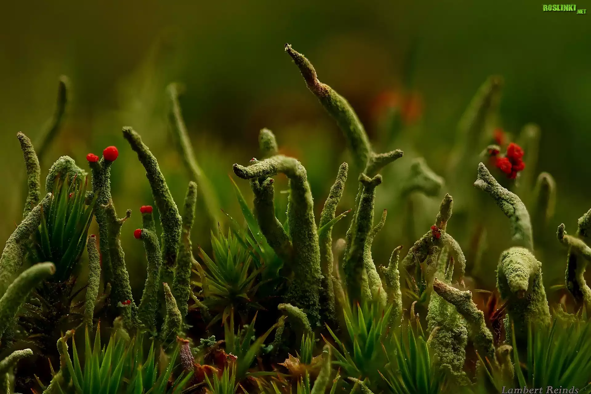 Cladonia, Porost, Zieleń, Makro
