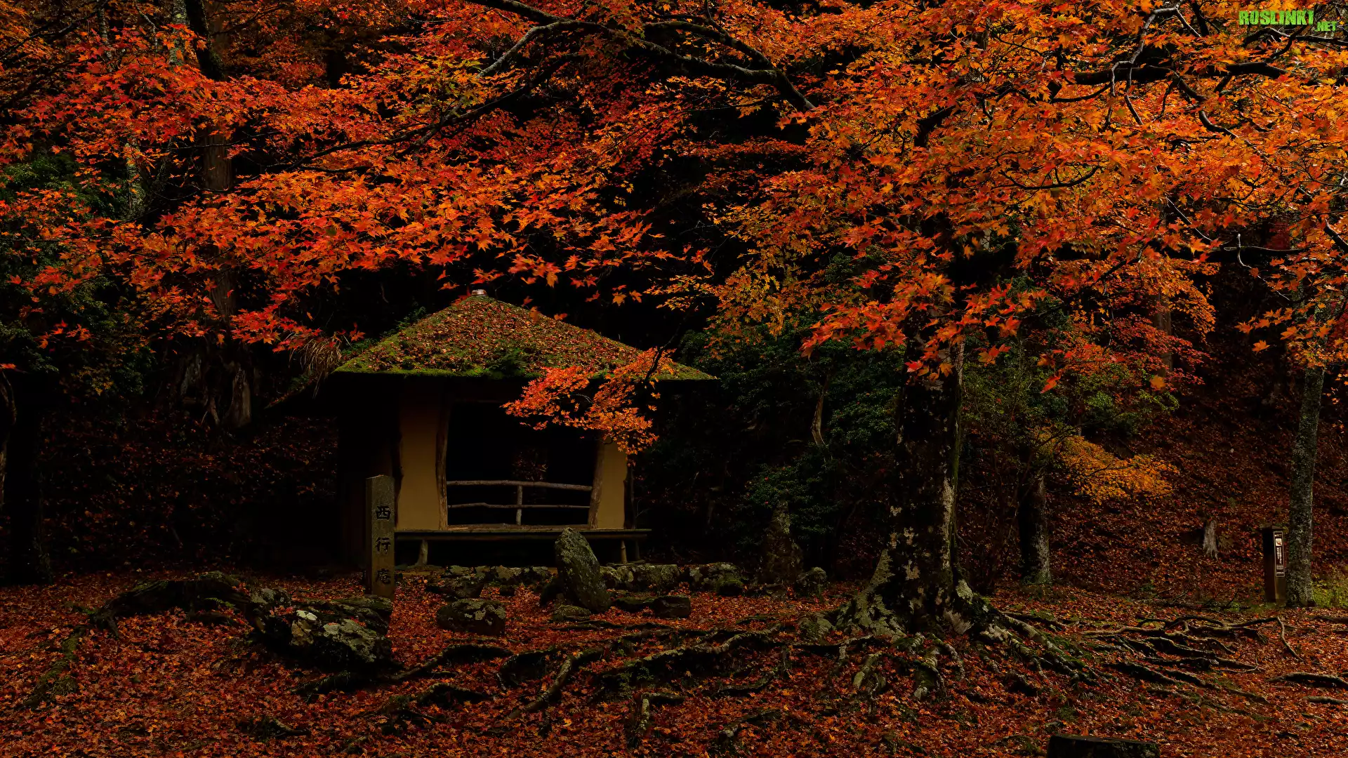 Jesień, Drzewa, Czerwonawe, Liście, Altana, Park w Nara, Miejscowość Nara, Japonia