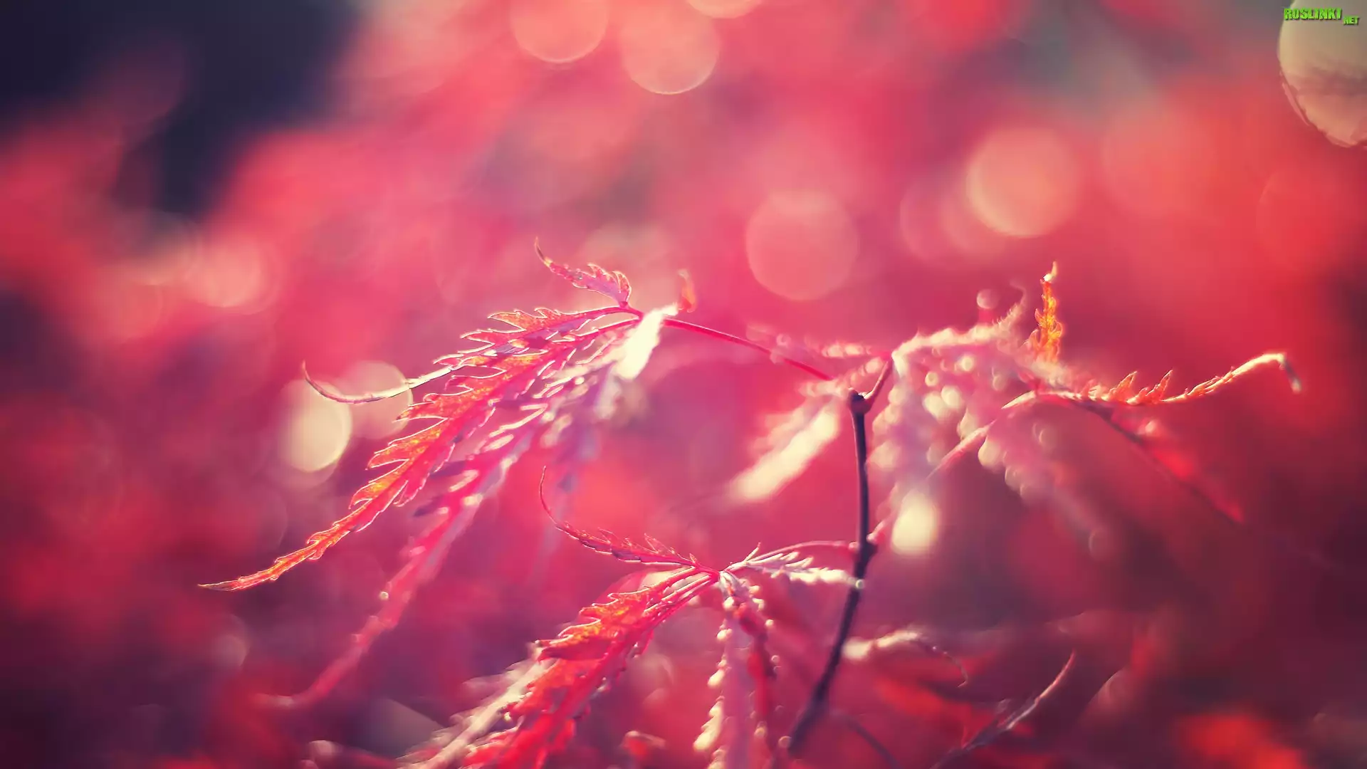 Czerwone, Liście, Bokeh, Rozmycie