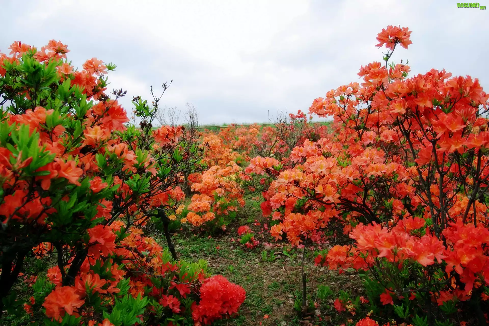 Czerwone, Rododendrony