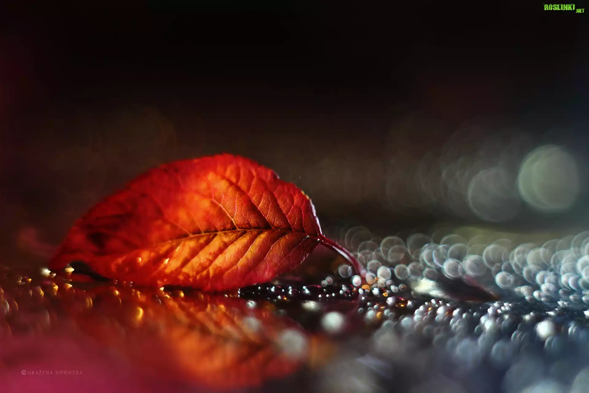 Czerwony, Liść, Bokeh, Makro