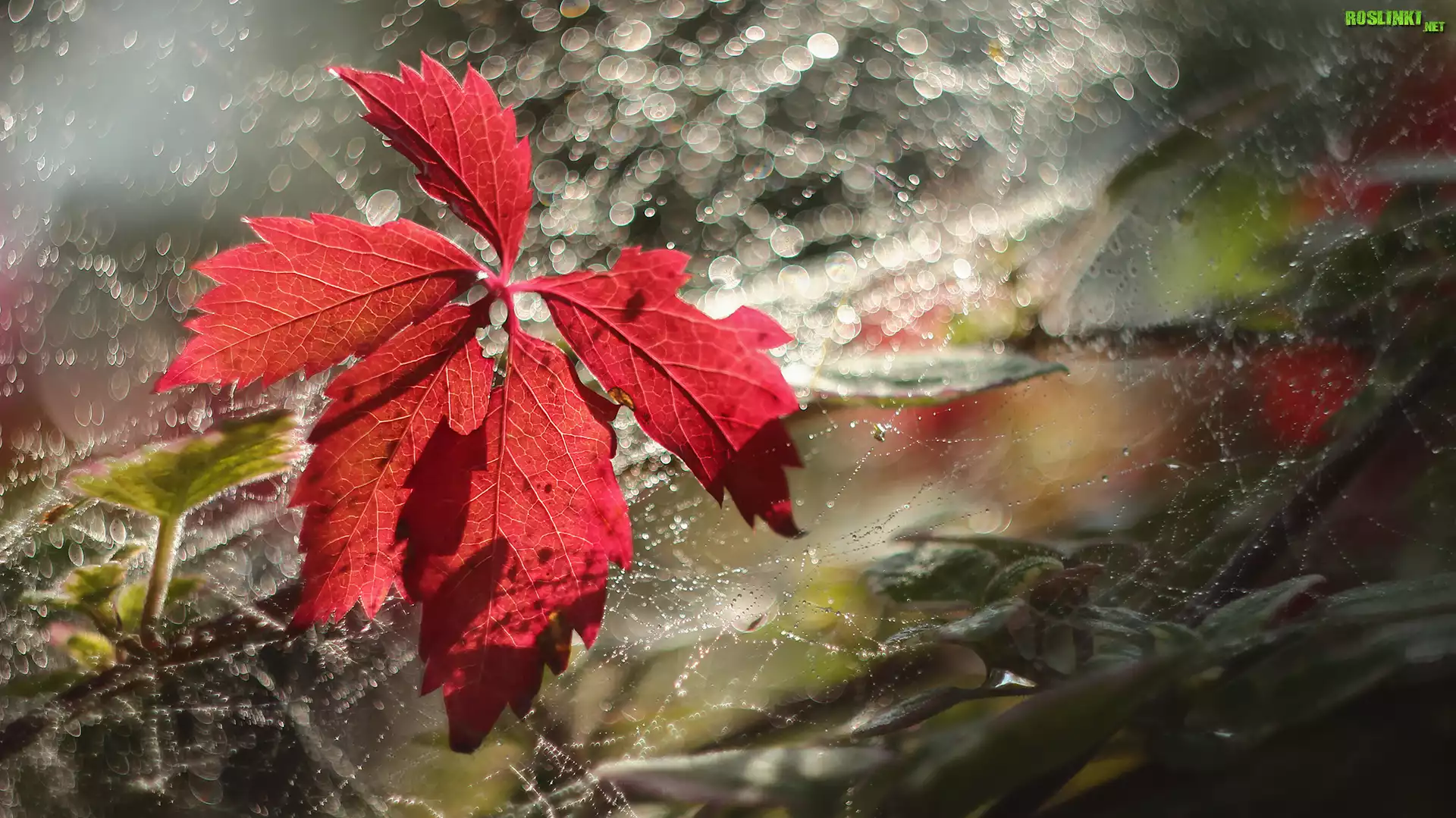 Czerwony, Liść, Pajęczyna, Bokeh