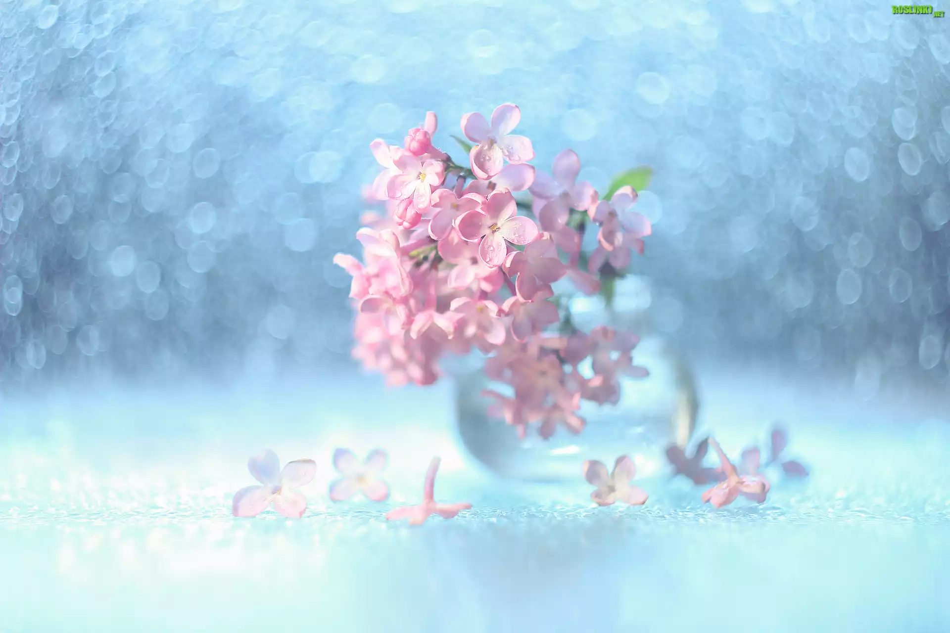 Dekoracja, Różowy, Bez, Bokeh