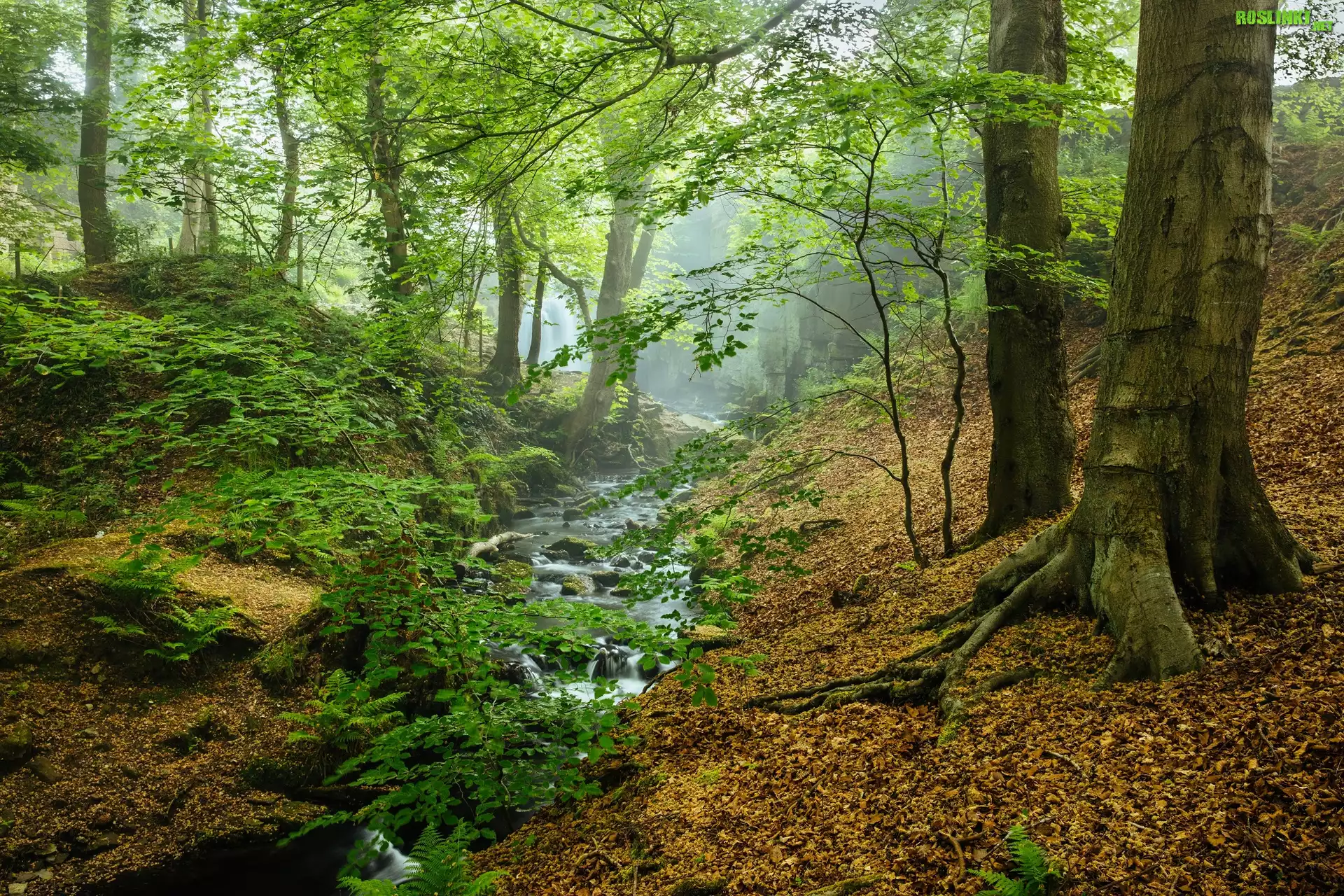 Anglia, Hrabstwo Derbyshire, Park Narodowy Peak District, Las, Drzewa, Strumyk, Mgła