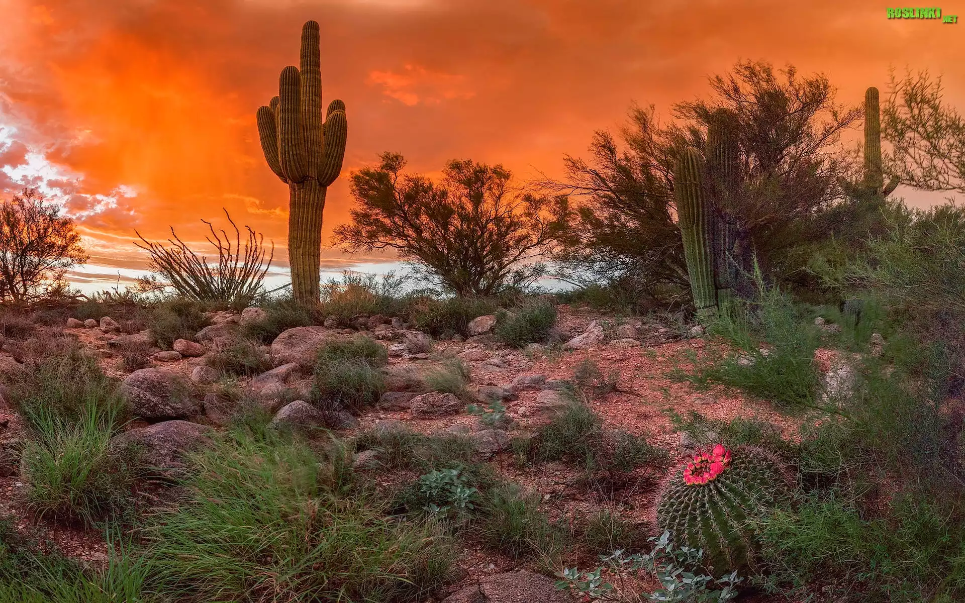 Stany Zjednoczone, Arizona, Tucson, Pustynia, Sonoran Desert, Zachód słońca, Kaktusy, Krzewy