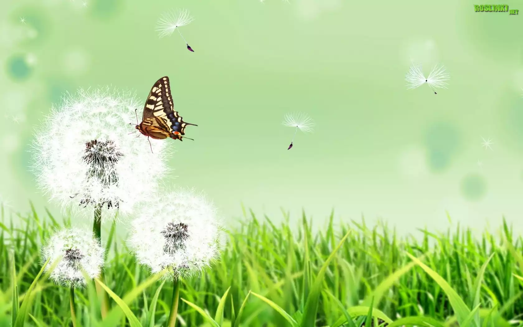 Dmuchawce, Motyl, Grafika 2D