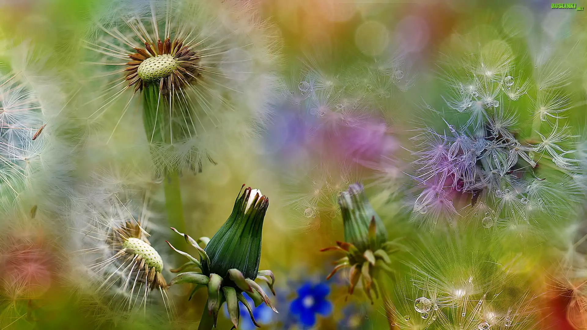 Mniszek, Dmuchawce, Bokeh