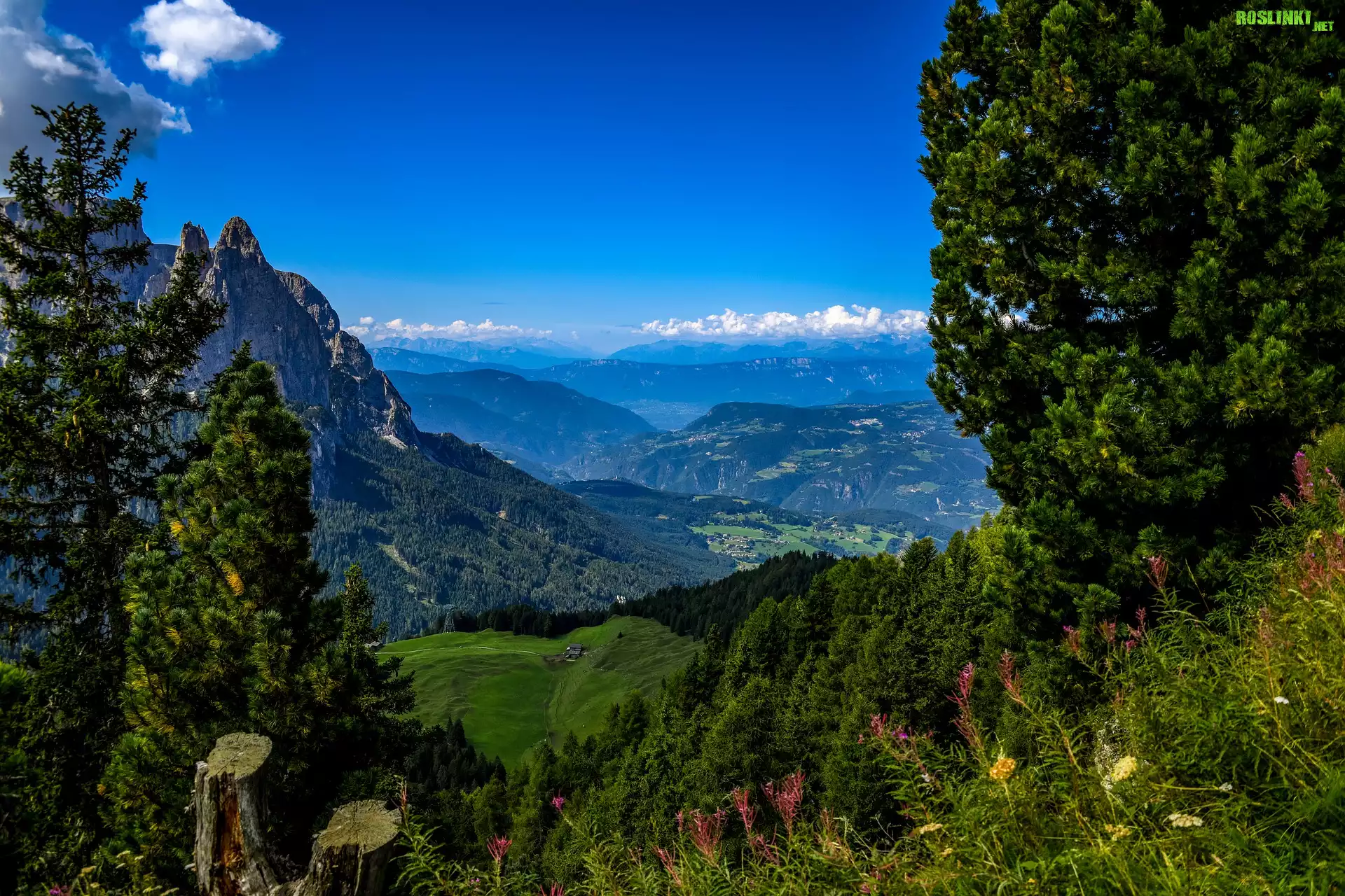 Góry, Dolina, Drzewa, Kwiaty, Południowy Tyrol, Włochy