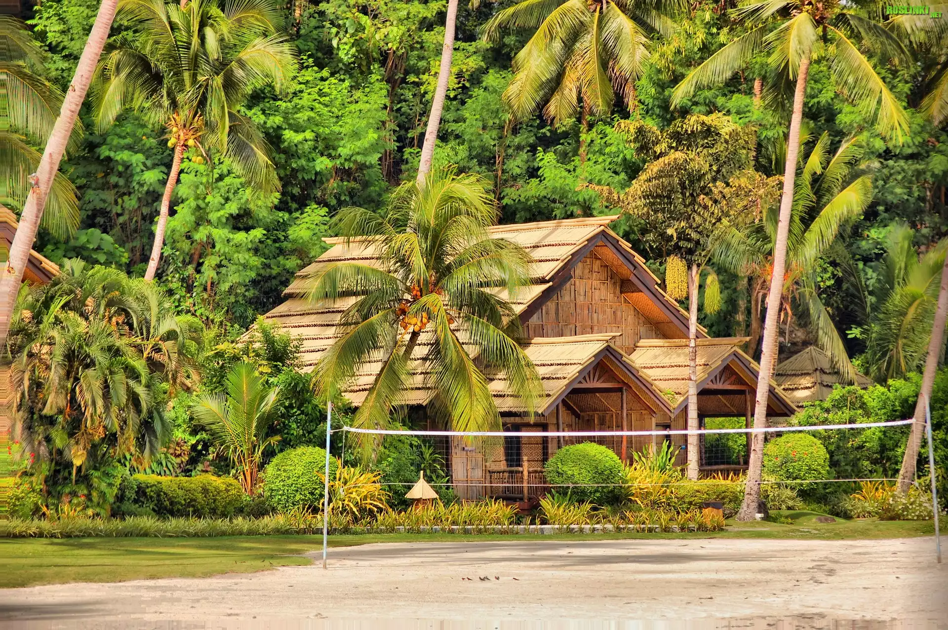 Palmy, Domek, Kurort, Wyspa Samal, Davao, Filipiny
