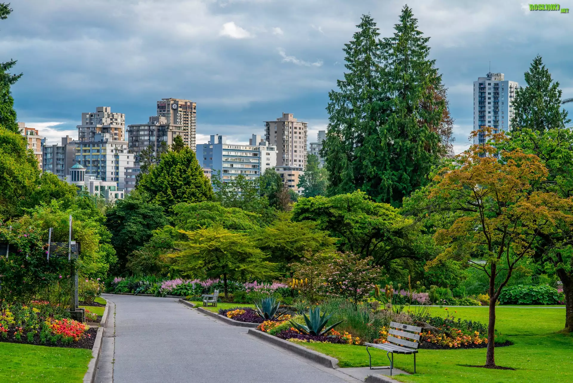 Kanada, Vancouver, Park, Stanley Park, Alejki, Drzewa, Ławka, Domy